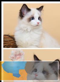 自家繁育各类精品宠物猫可上门可视频挑选