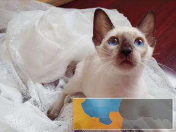 挖煤君暹罗猫四爪黑脸黑蓝眼睛家养包活哦