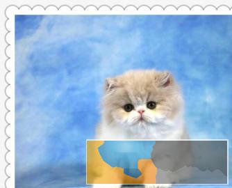 超萌波斯猫颜色多只多选、价格可爱