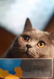 CFA，ICE双协会注册认证，专业繁育纯血蓝猫