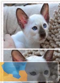 纯种暹罗猫出售疫苗做齐、终身质保签协议