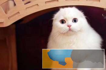 较萌较可爱折耳猫疫苗做齐颜值爆表融心系