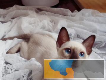 猫舍繁殖出售暹罗猫多只可挑选活泼健康粘人