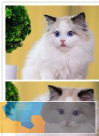 自家繁育各类精品宠物猫可上门可视频挑选