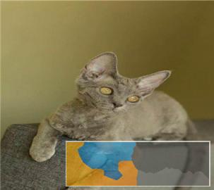 本地多只呆萌温顺猫咪出售价格实惠卷毛猫带回家