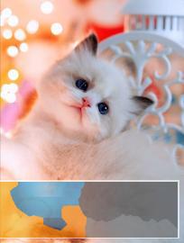 双证疫苗齐全包健康三包蓝眼五度加高品质布偶猫纯种