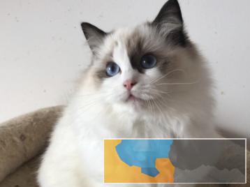 专业繁育布偶猫包纯种十年老店签协议死亡包赔