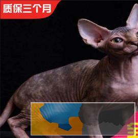 自家繁殖无毛猫精灵宝石眼国外引进血统包纯种活