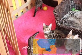 本地出售孟加拉豹猫只繁殖纯种健康猫咪