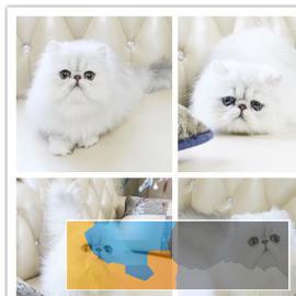 金吉拉暹罗布偶蓝猫渐层美短折耳出售