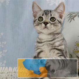 家养英短纯白蓝猫渐层加菲美短虎斑