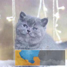 自家繁殖纯种英短蓝猫蓝白渐层加菲布偶