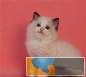 本地多只呆萌温顺猫咪出售价格实惠布偶猫带回家
