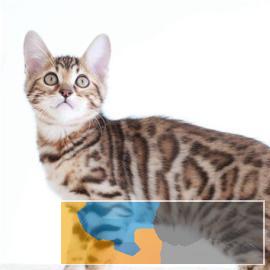 纯种孟加拉豹猫玫瑰空心纹大理石纹多只可选