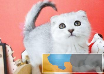 猫舍繁殖出售高品端折耳喵可爱粘人萌萌哒