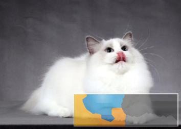 超可爱的仙女布偶猫包纯种包健康活