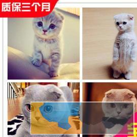 高颜值 苏格兰折耳猫贼拉可爱