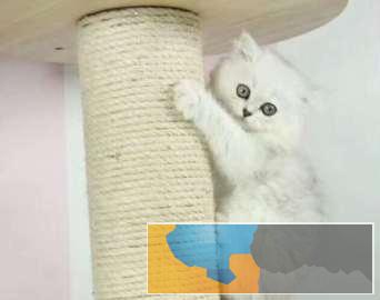 小八猫舍 纯种金吉拉出售弟弟妹妹都有疫苗齐