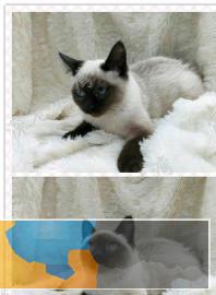暹罗猫猫找新家~弟弟妹妹都有多只可选