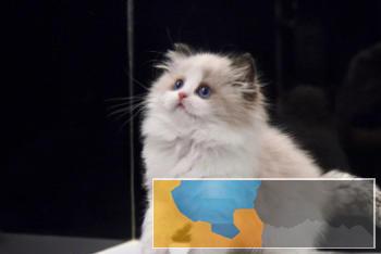 高品质.品相.纯种布偶猫.蓝眼.爆毛.枫叶脸