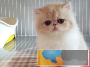 可爱听话的加菲猫出售品相好体质强放心喂养