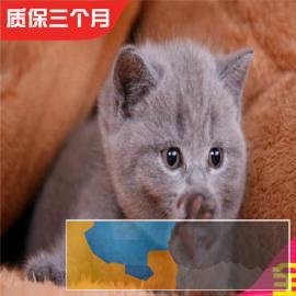 疫苗齐全包健康纯种蓝猫橘眼大肥脸
