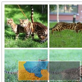 自家繁殖纯种孟加拉豹猫护主顾家很有责任心哟