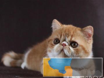 小八猫舍 专业繁育高颜值加菲猫颜色齐全包健康