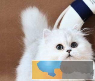 金吉拉猫颜色齐全，疫苗齐全多只在售可上门