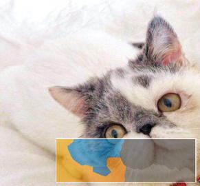 波斯猫颜色齐全，疫苗齐全多只在售可上门