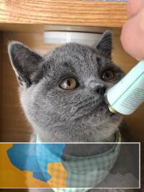 家养英短蓝猫蓝胖子找真正爱猫的铲屎官