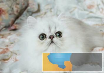 爆毛量金吉拉幼猫出售啦品相好血统纯正疫苗齐全