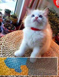 纯种布偶幼猫出售规范养殖猫咪海双蓝双都有