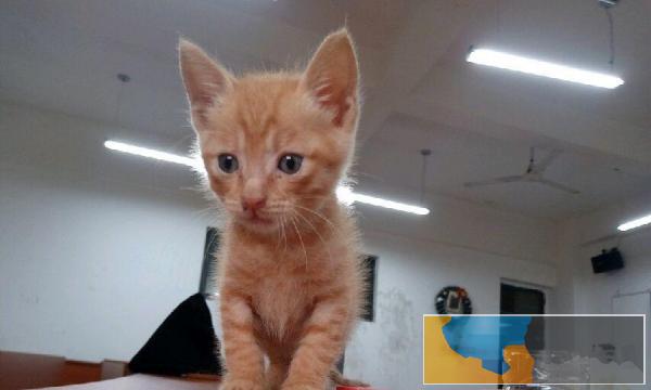 可无偿领养，纯色田园橘猫找主，捡到的流浪猫已养到断奶