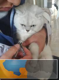 英短银点渐层小猫出售预订