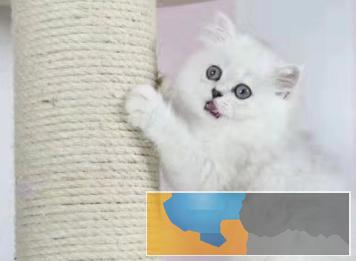 萌宠金吉拉长毛仙女猫出窝 批宝宝找新家