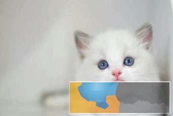 猫舍出售自家繁殖布偶宝宝纯种健康可以上门挑选
