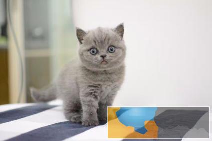 纯种蓝猫,猫舍繁殖,健康纯种,品质保障