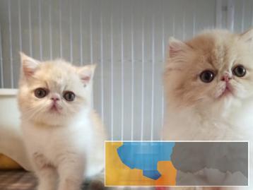 可爱听话的加菲猫出售品相好体质强放心喂养