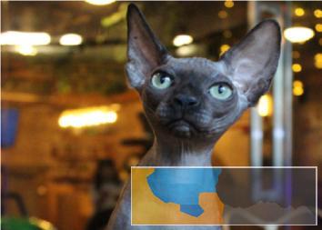 猫舍繁殖纯种斯芬克斯猫蓝眼睛血统纯正品质到位