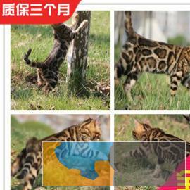 霸气的孟加拉豹猫、常年出售、全国可空运
