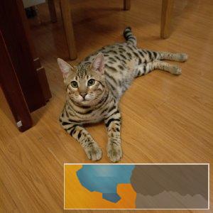 野性外表温柔家猫性格 时尚 漂亮 孟加拉宝宝