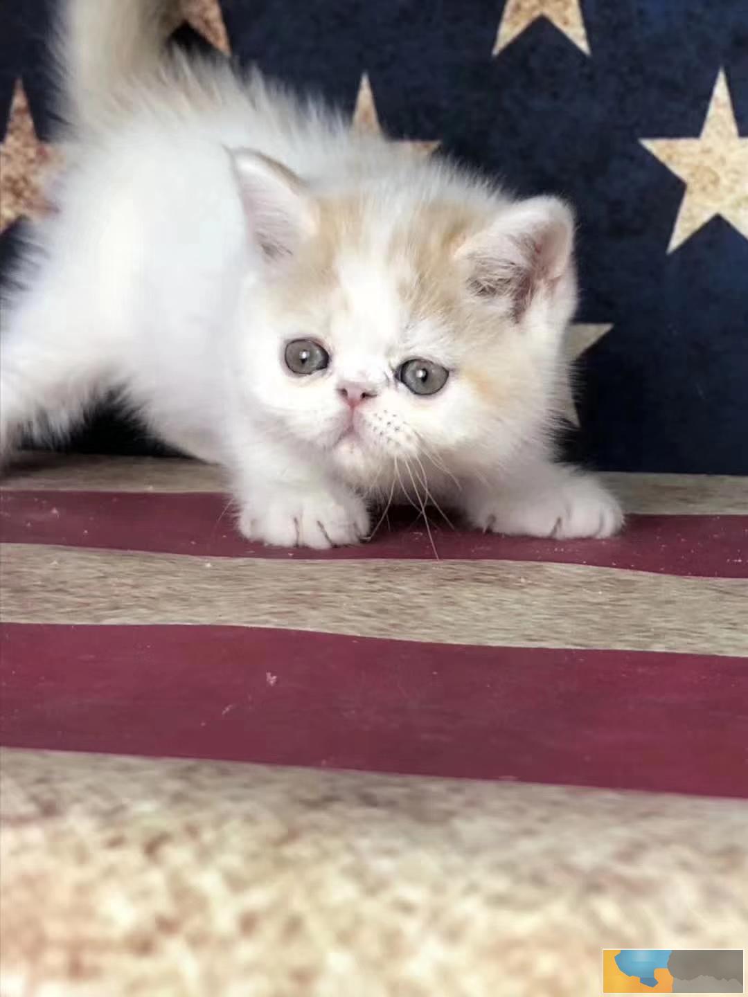 加菲猫猫舍直销 水滴眼眼鼻一线 纯种健康幼猫异短