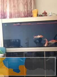 鱼缸1米55底过滤鱼缸低价出售