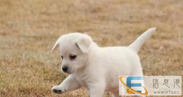 出售优质天 然 狗 粮，一袋起批，量大从优