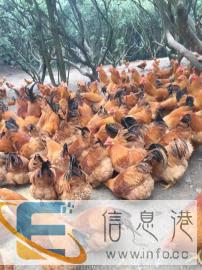 全新其他宠物用品价格12元苍蝇药无毒无害