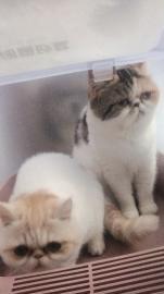 全封闭猫厕所转让