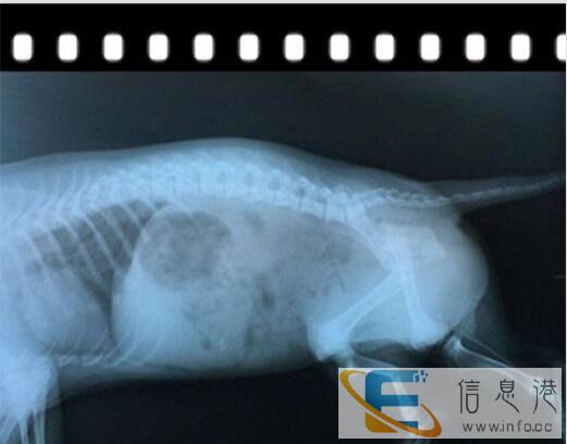 宠物X光机动物X光机高频机拍片机宠物X光机价格优质X光机采购