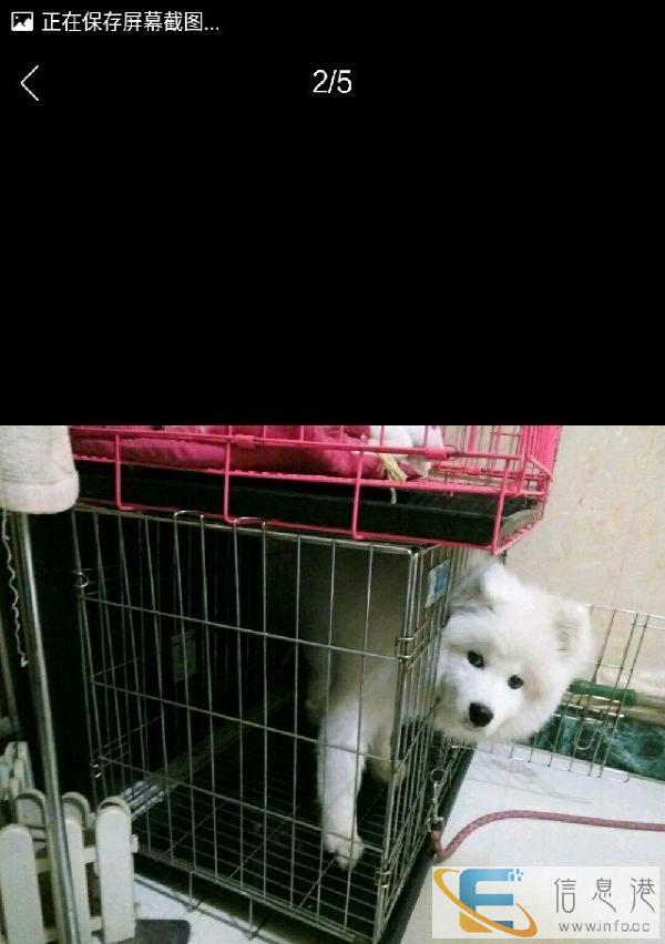 狗笼出售一共3个看好那个谈价格