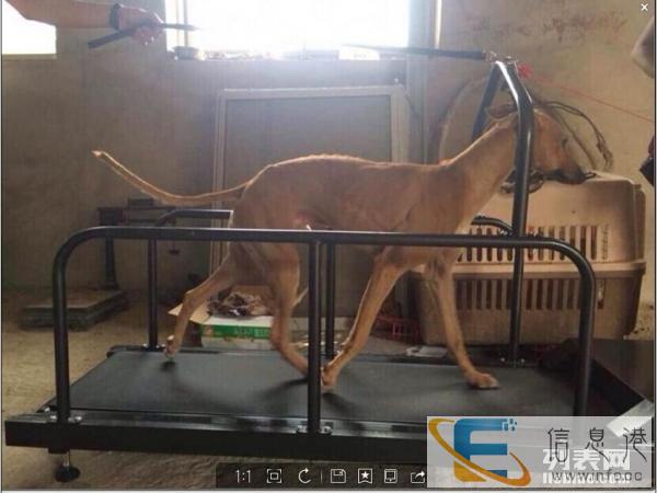 狗狗健身跑步机藏獒专用跑步机格力犬跑步机比特犬跑步机